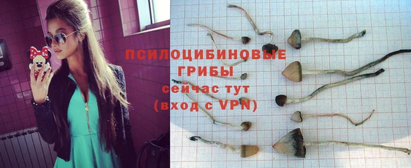 гашик Алексин